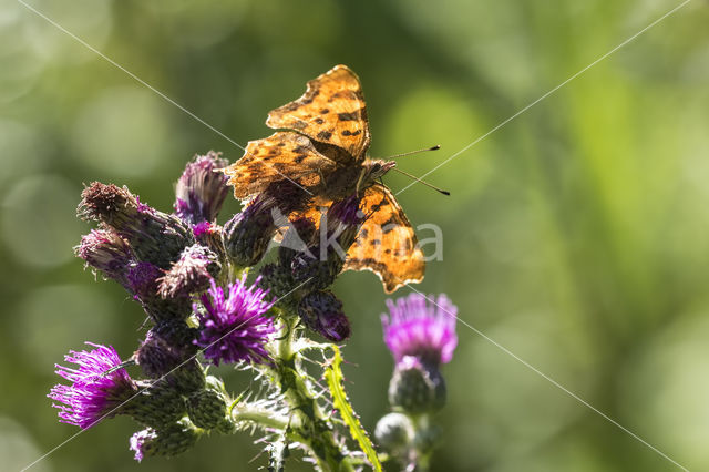 Gehakkelde aurelia (Polygonia c-album)