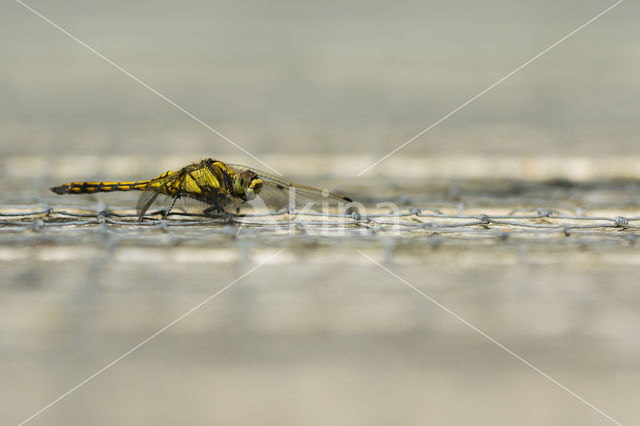 Black-tailed Skimmer (Orthetrum cancellatum)