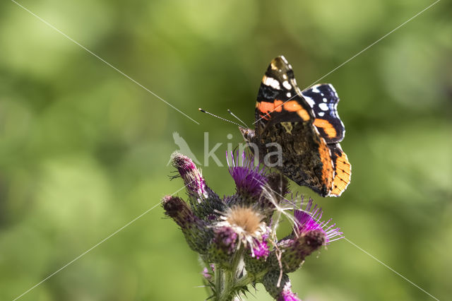 Red Admiral (Vanessa atalanta)