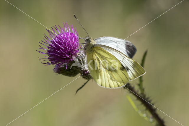 Green-veined White (Pieris napi)