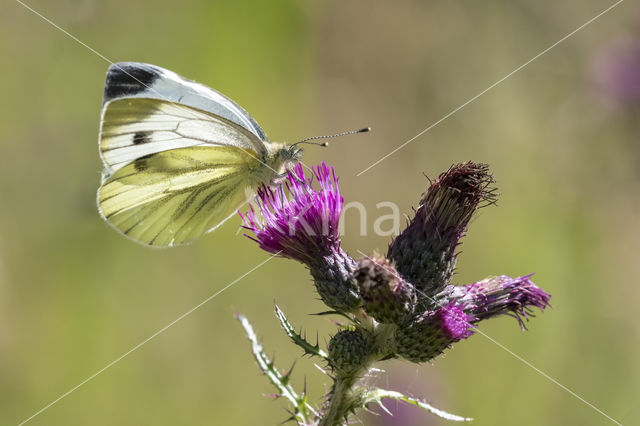 Green-veined White (Pieris napi)
