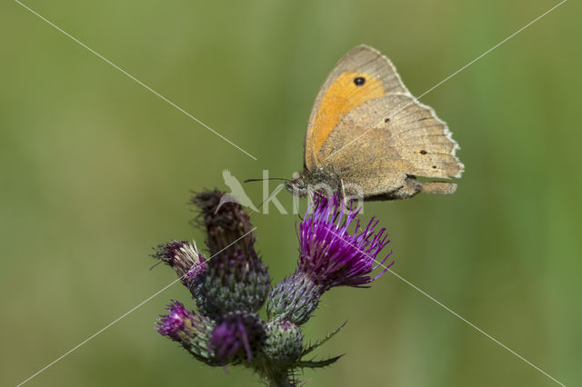 Meadow Brown (Maniola jurtina)