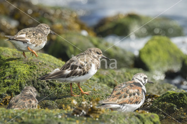 Steenloper (Arenaria interpres)