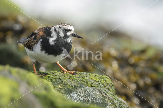 Ruddy Turnstone (Arenaria interpres)