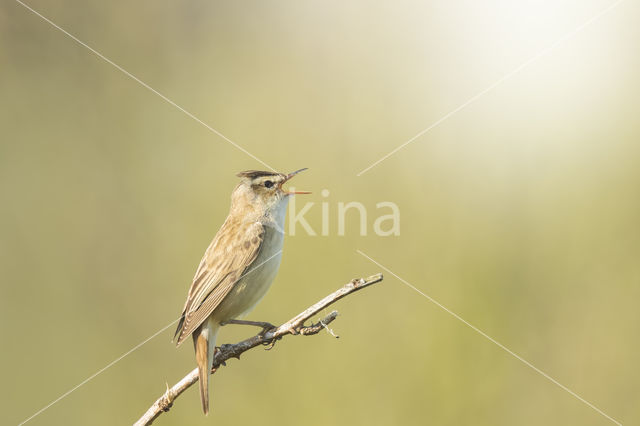 Rietzanger (Acrocephalus schoenobaenus)