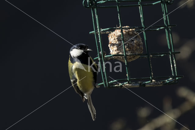 Koolmees (Parus major)