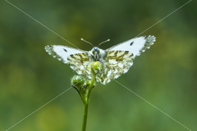 Oranjetipje (Anthocharis cardamines)