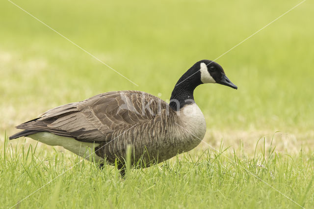 Canadese Gans (Branta canadensis)