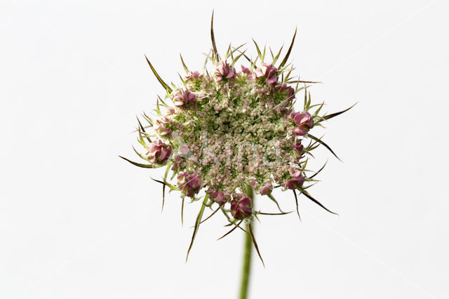 Wild Carrot (Daucus carota)