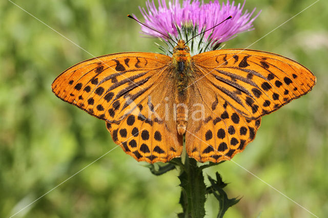 Keizersmantel (Argynnis paphia)