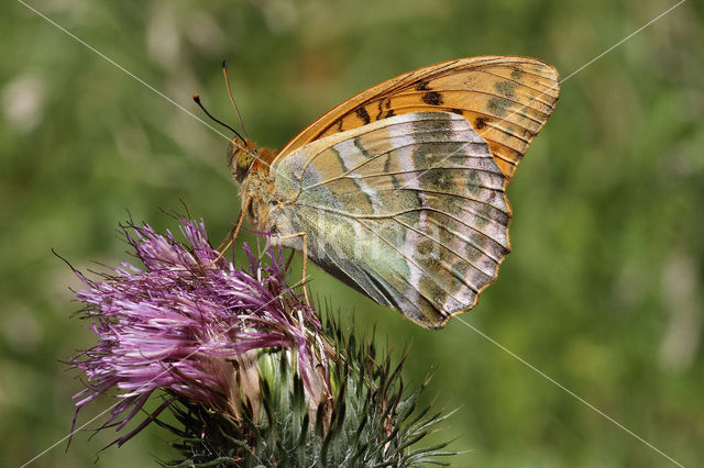 Keizersmantel (Argynnis paphia)