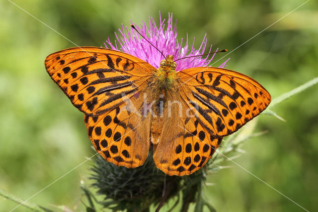 Keizersmantel (Argynnis paphia)