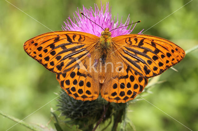 Silver-washed Fritillary (Argynnis paphia)