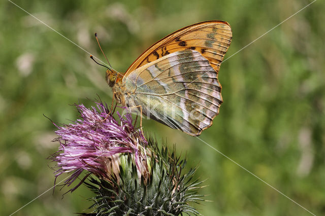 Silver-washed Fritillary (Argynnis paphia)