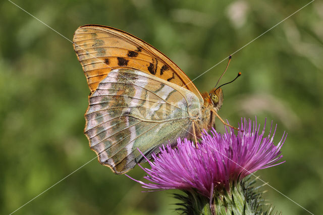 Silver-washed Fritillary (Argynnis paphia)