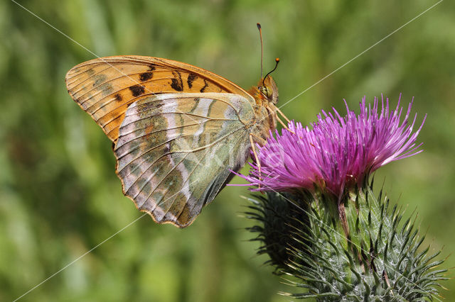 Keizersmantel (Argynnis paphia)