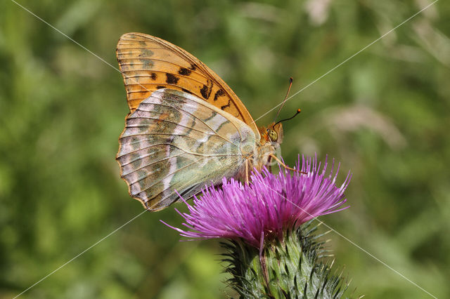 Silver-washed Fritillary (Argynnis paphia)