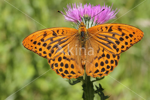 Silver-washed Fritillary (Argynnis paphia)