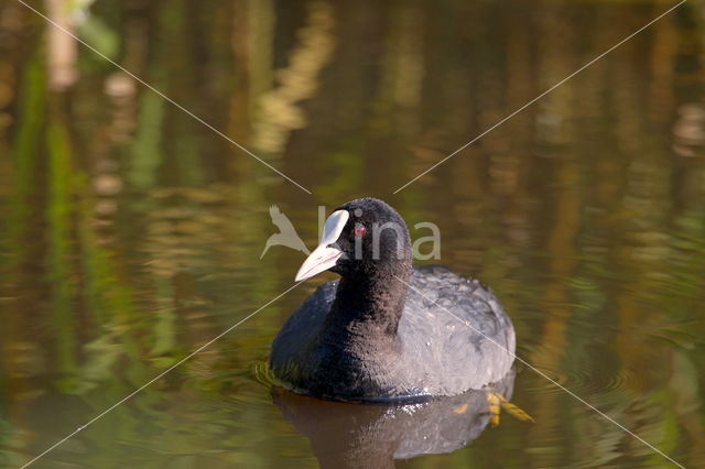 Meerkoet (Fulica atra)