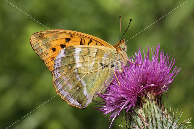 Keizersmantel (Argynnis paphia)