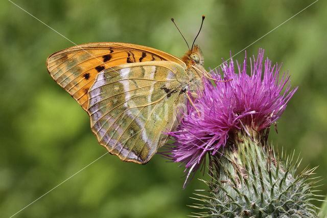 Keizersmantel (Argynnis paphia)