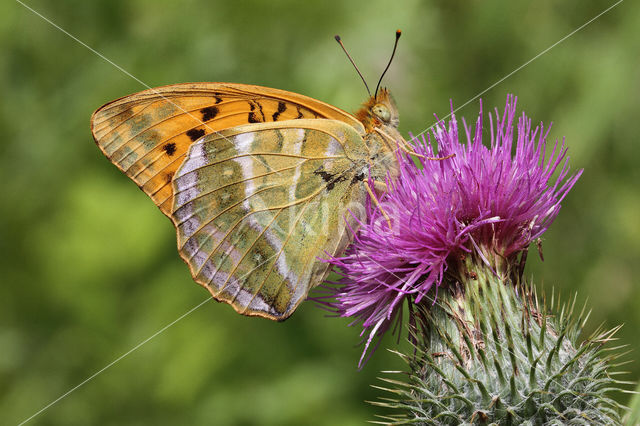 Keizersmantel (Argynnis paphia)