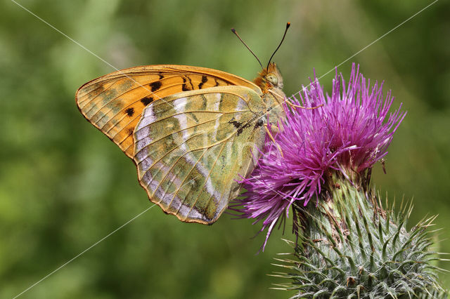 Silver-washed Fritillary (Argynnis paphia)