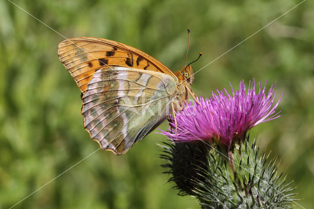 Keizersmantel (Argynnis paphia)