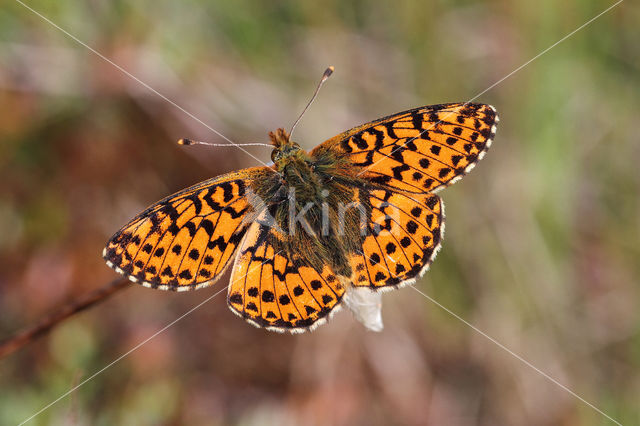 Veenbesparelmoervlinder (Boloria aquilonaris)