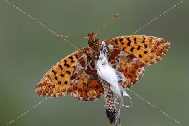 Cranberry Fritillary (Boloria aquilonaris)