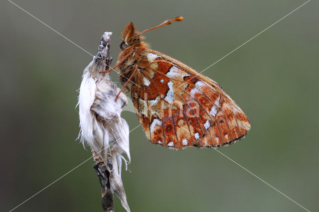 Cranberry Fritillary (Boloria aquilonaris)