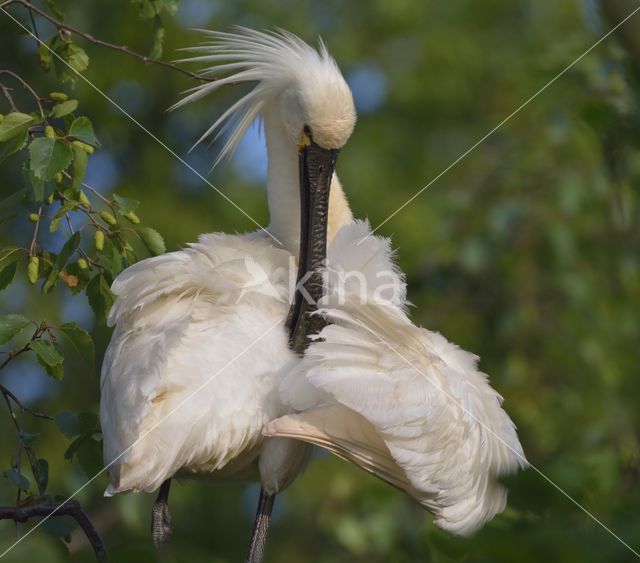 Lepelaar (Platalea leucorodia)