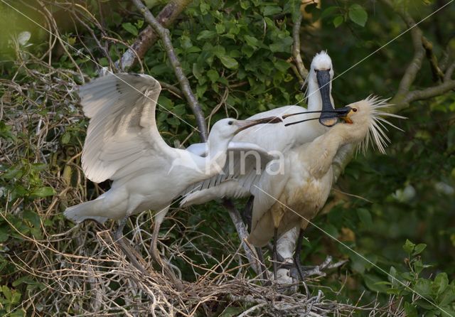 Lepelaar (Platalea leucorodia)