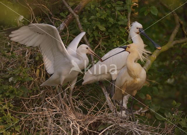 Lepelaar (Platalea leucorodia)