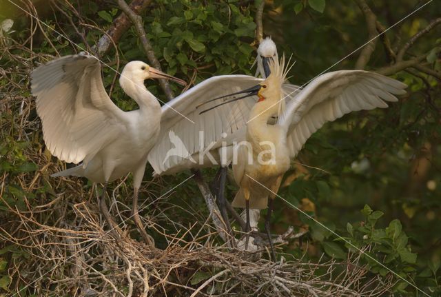 Lepelaar (Platalea leucorodia)