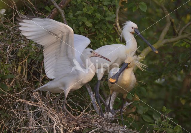 Eurasian Spoonbill (Platalea leucorodia)