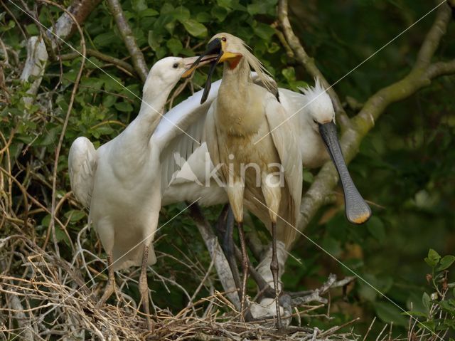 Eurasian Spoonbill (Platalea leucorodia)