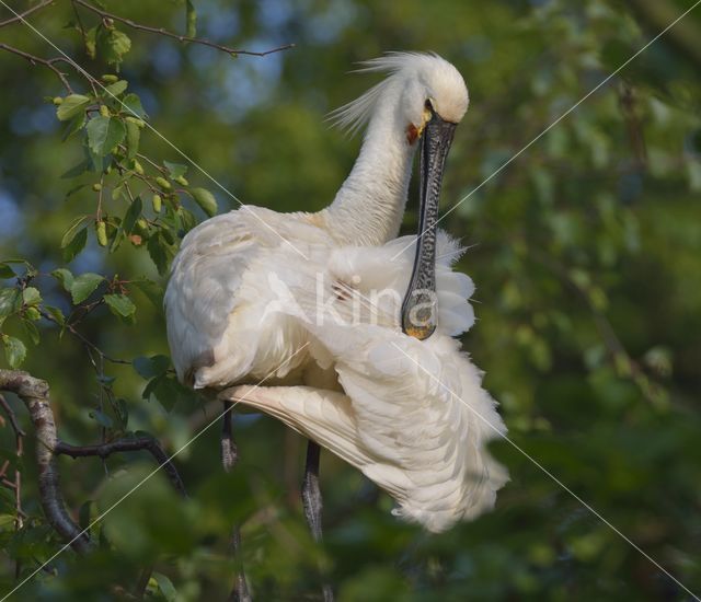 Lepelaar (Platalea leucorodia)