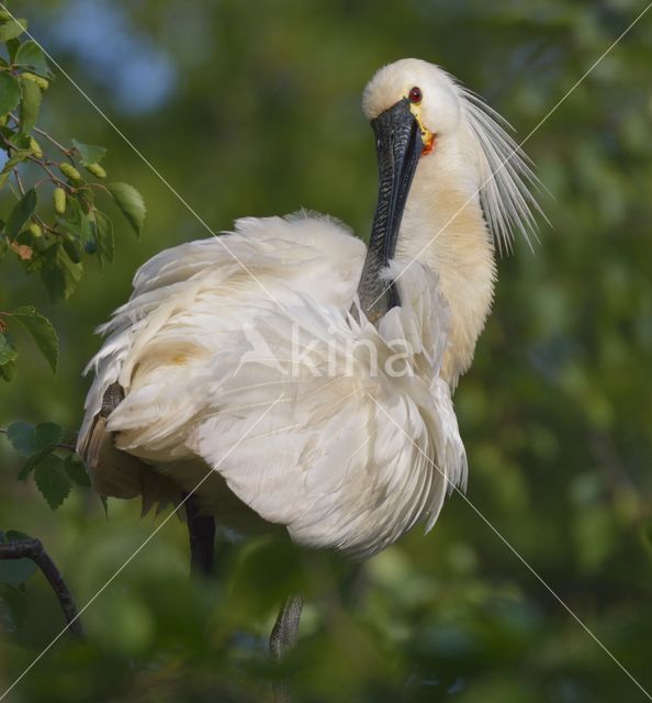 Lepelaar (Platalea leucorodia)