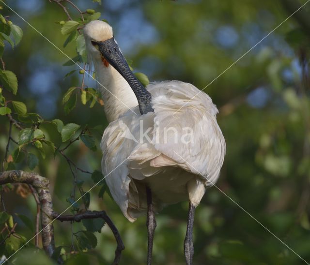 Eurasian Spoonbill (Platalea leucorodia)