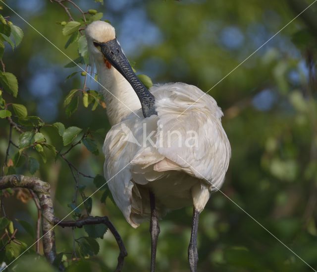 Lepelaar (Platalea leucorodia)