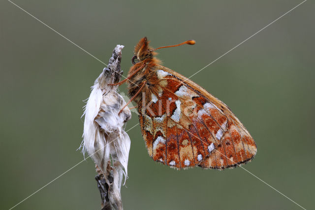 Cranberry Fritillary (Boloria aquilonaris)