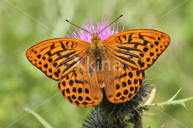 Silver-washed Fritillary (Argynnis paphia)