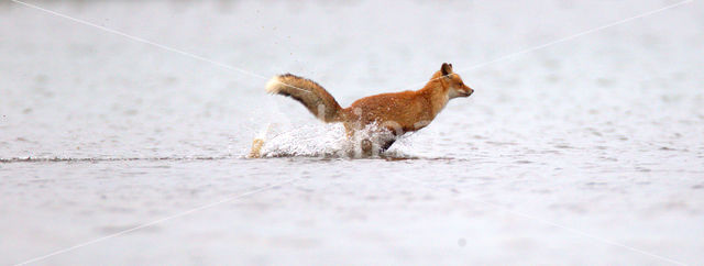 Fox (Vulpes vulpes)