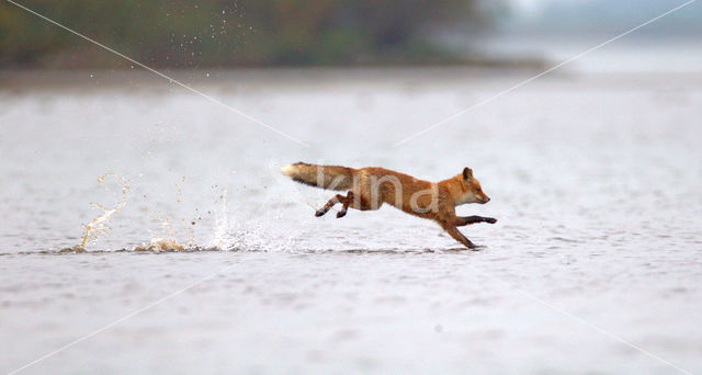 Fox (Vulpes vulpes)