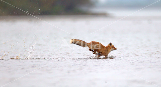 Fox (Vulpes vulpes)