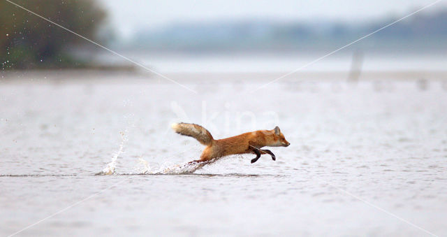 Fox (Vulpes vulpes)