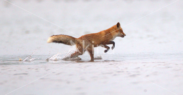 Fox (Vulpes vulpes)