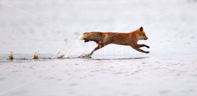 Fox (Vulpes vulpes)