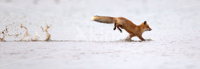 Fox (Vulpes vulpes)